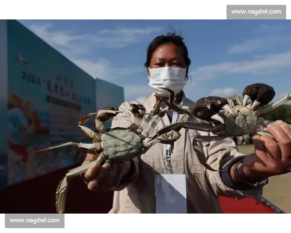 吃蟹大赛引爆激情 谁能在最短时间内吃掉最多大闸蟹挑战赛即将开幕