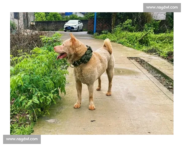 土狗竞技大赛：展现忠诚与勇气的全能挑战赛